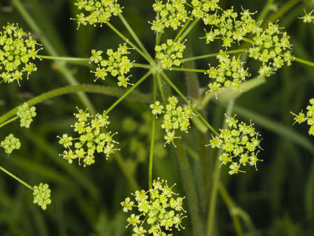 Flowers and buds on blooming Siberian Hogweed, Heracleum sibiricum, macro, selective focus, shallow...