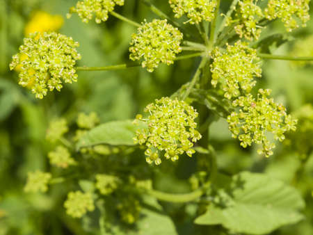 Flowers and buds on blooming Siberian Hogweed, Heracleum sibiricum, macro, selective focus, shallow DOFの写真素材