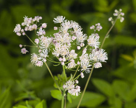 Columbine meadow-rue, Thalictrum aquilegifolium, flowers with bokeh background macro, selective focus, shallow DOFの写真素材