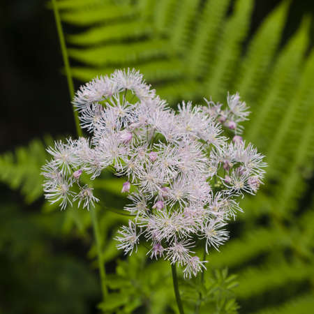 Columbine meadow-rue, Thalictrum aquilegifolium, flowers with bokeh background macro, selective...