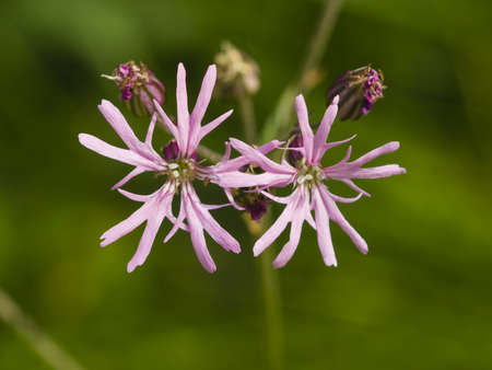 Ragged-Robin, Lychnis flos-cuculi, flowers detailed macro on bokeh background, selective focus, shallow DOFの写真素材