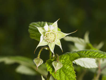 Flower on Red raspberry, Rubus idaeus, with bokeh background macro, selective focus, shallow DOF