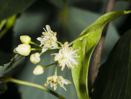 Small-leaved lime or littleleaf linden, Tilia cordata, flowers macro, selective focus, shallow DOFの写真素材