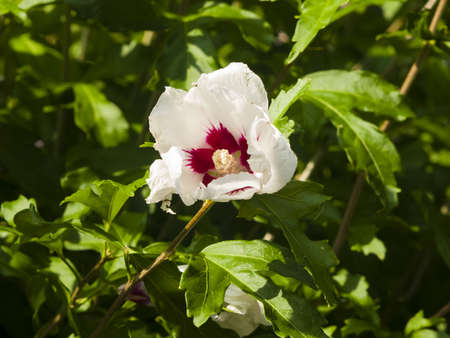 Rose Mallow or Syrian ketmia, Hibiscus syriacus, flower close-up with bokeh background, selective focus, shallow DOFの写真素材