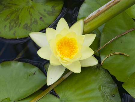 European White Waterlily, Water Rose or Nenuphar, Nymphaea alba, flower macro, selective focusの写真素材