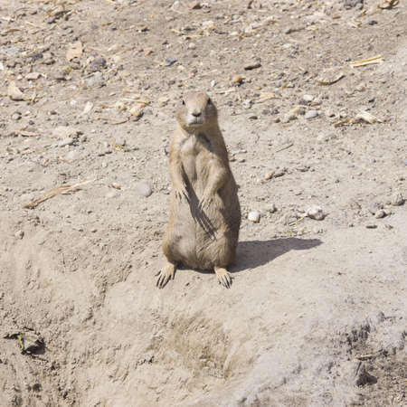 European Souslik or Ground Squirrel, Spermophilus citellus, stand on sand, close-up portrait,...