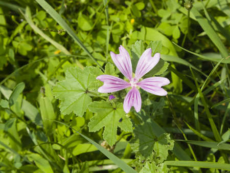 Blooming Common or high mallow, Malva sylvestris, flower in grass close-up, selective focus, shallow DOFの写真素材