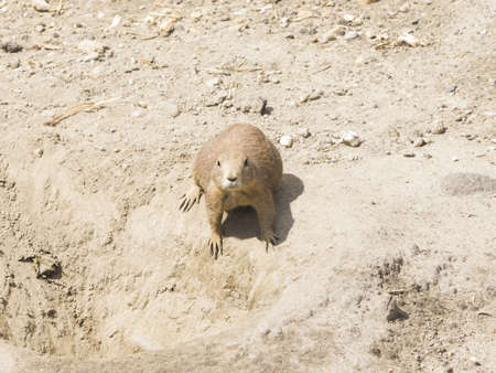European Souslik or Ground Squirrel, Spermophilus citellus, lie on dry ground, close-up portrait,...