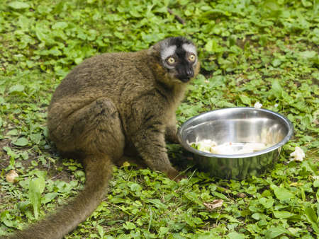 Funny photo of red-fronted lemur, Eulemur fulvus rufus, sitting near metal bowl with fruit and vegetables. Close-up portrait, selective focus, shallow DOF.の写真素材