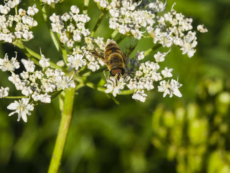Horse-fly male on flower of Hogweed Sosnowski, Heracleum sosnowskyi, close-up, selective focus, shallow DOFの写真素材