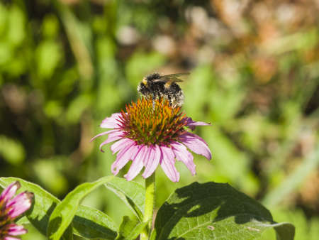 Bumblebee on Purple coneflower, Echinacea purpurea, flower close-up, selective focus, shallow DOF