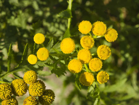 Blooming common tansy, tanacetum vulgare, golden buttons, macro, selective focusの写真素材