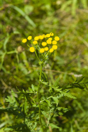 Blooming common tansy, tanacetum vulgare, golden buttons, macro, selective focus