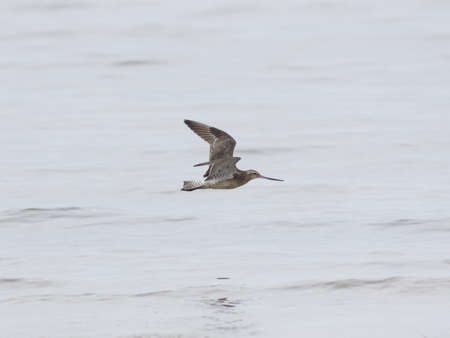 Bar-tailed Godwit, Limosa lapponica, flight over seashore, selective focus, shallow DOFの写真素材