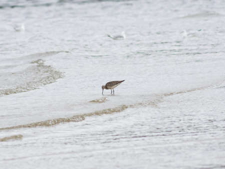 Bar-tailed Godwit, Limosa lapponica, walk at seashore, portrait, selective focus, shallow DOFの写真素材