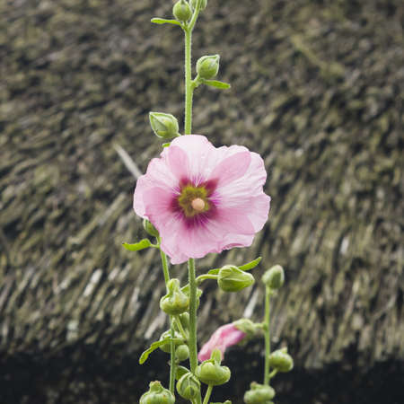 Blossom Common Hollyhock, Alcea Rosea, close-up with bokeh background, selective focus, shallow DOF