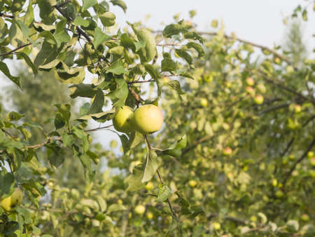 Yellow apples riping on branch in sunlight, selective focus, shallow DOF