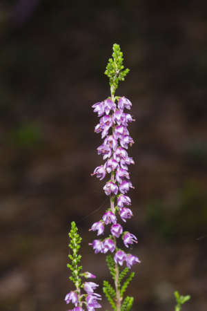 Wild Purple Common Heather, Calluna vulgaris, blossom close-up, selective focus, shallow DOF