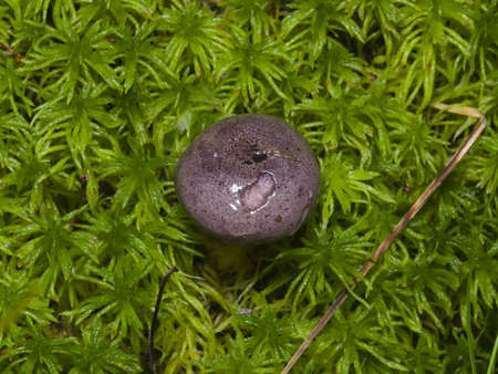 Wild Northern purple-colored milk-cap mushroom, Lactarius trivialis, close-up in moss, selective...