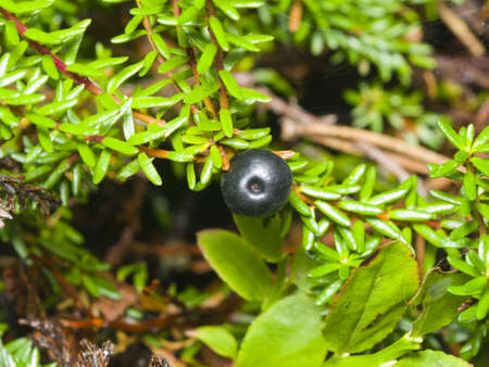Black crowberry, Empetrum nigrum, berry on branch with needle-like leaves, close-up, selective focus, shallow DOFの写真素材