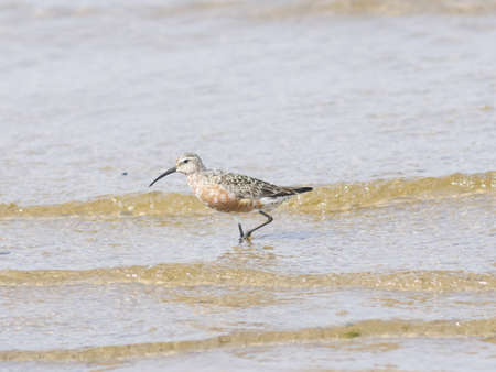 Curlew Sandpiper, Calidris feruginea, at sea shoreline searching for food, close-up portrait in tide, selective focus, shallow DOFの写真素材