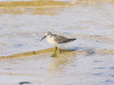 Sanderling, Calidris alba, Bird searching for food at shoreline, close-up portrait in tide,...