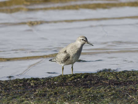 Red Knot, Calidris canutus, bird standing in tide at sea shoreline, close-up portrait, selective focus, shallow DOFの写真素材