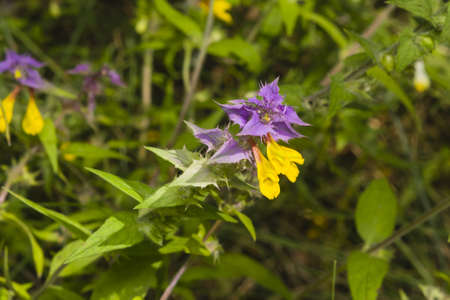 Wood Cow-wheat, Melampyrum nemorosum, blossom with bokeh background, macro, selective focus, shallow DOFの写真素材