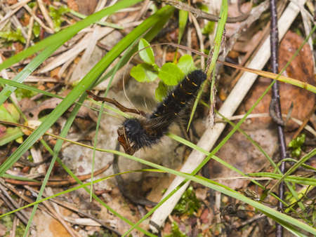 Hairy black caterpillar in weed, close-up, selective focus, shallow DOFの写真素材
