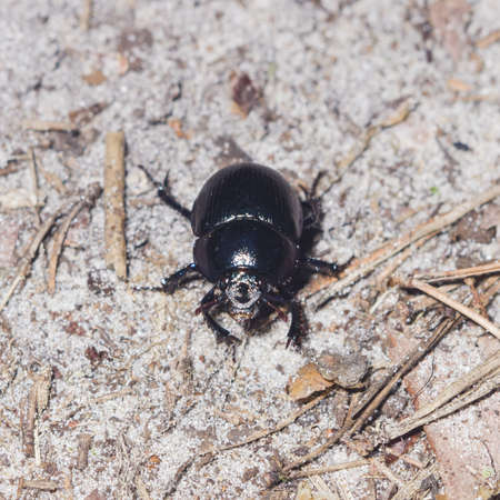 Bright Earth-boring dung beetle, Anoprotrupes stercorosus, portrait on ground at pine forest, macro, selective focus, shallow DOFの写真素材