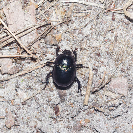 Bright Earth-boring dung beetle, Anoprotrupes stercorosus, top view on ground at pine forest, macro, selective focus, shallow DOFの写真素材