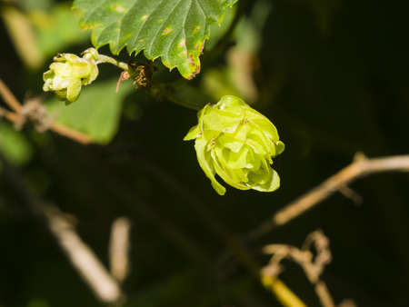 Green flower cones on Common Hop, Humulus Lupulus, close-up, selective focus, shallow DOF