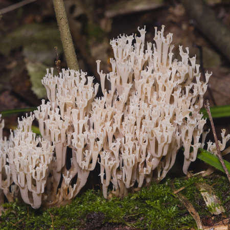 Fungus ramaria, poisonous mushroom, macro, selective focus, shallow DOFの写真素材