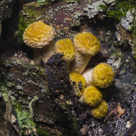 Edible mushrooms Agaric honey fungus, Armillaria mellea, cluster growing through the wood, macro, selective focus, shallow DOFの写真素材