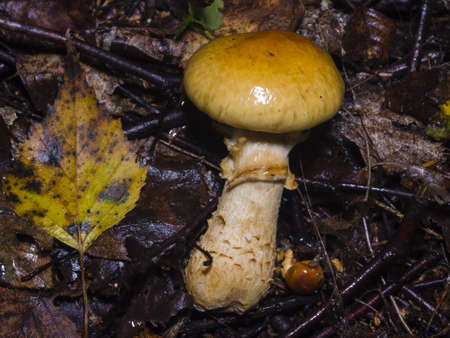 Contrary webcap, Cortinarius varius, poisonous mushroom in forest close-up, selective focus, shallow DOFの写真素材