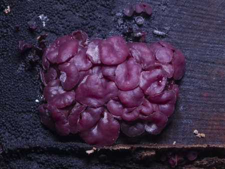 Small fungus purple jellydisc or jelly drops, Ascocoryne sarcoides, on old wet wood macro, selective focus, shallow DOFの写真素材