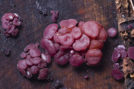 Small fungus purple jellydisc or jelly drops, Ascocoryne sarcoides, on old wet wood macro, selective focus, shallow DOFの写真素材