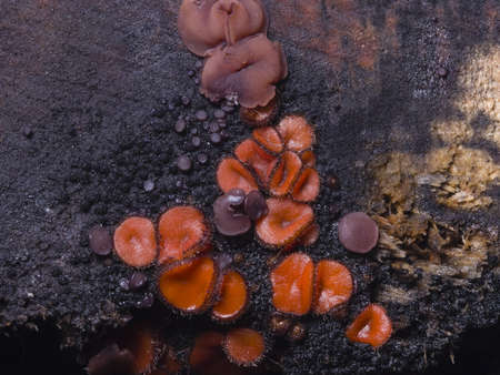 Small orange fungus eyelash cup, Molly eye-winker, Scutellinia scutellata, on old wet wood macro,...