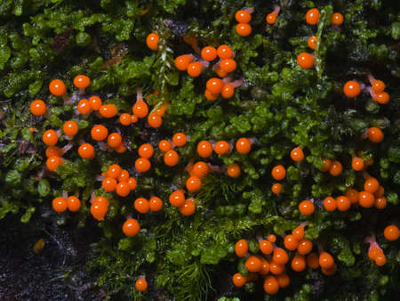 Myxomycota, slime mold fungus, Trichia decipiens macro, selective focus, shallow DOF