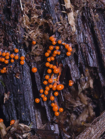 Myxomycota, slime mold fungus, Trichia decipiens macro, selective focus, shallow DOFの写真素材