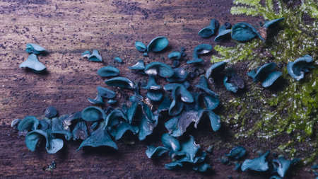 Small fungus green elfcup, Chlorociboria aeruginascens, on old wood close-up, selective focus, shallow DOFの写真素材