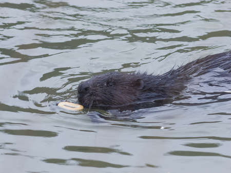 European beaver, Castor fiber, swimming in winter river to the bread-ring, close-up portrait, selective focus, shallow DOFの写真素材