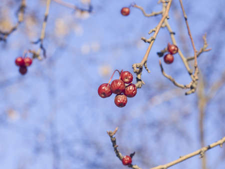 Frozen bright red rowan berries on branches macro with bokeh background against blue sky, selective...