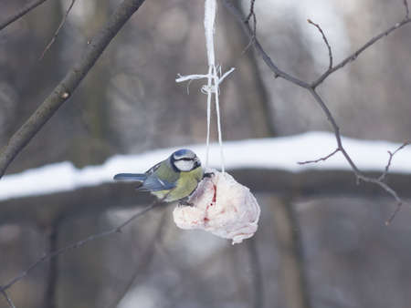 Blue Tit, Cyanistes caeruleus, on a fat ball in winter, close-up portrait, selective focus, shallow DOFの写真素材