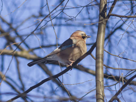 Eurasian jay, Garrulus glandarius, close-up portrait on branch, selective focus, shallow DOFの写真素材