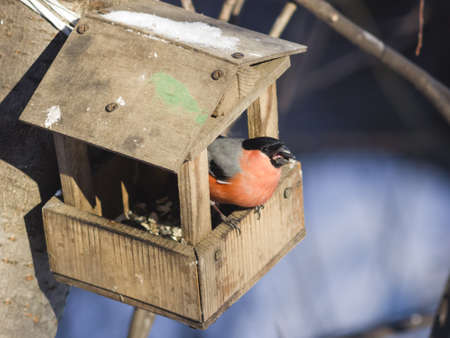 Red-colored Male of Eurasian Bullfinch, Pyrrhula pyrrhula, close-up portrait at bird feeder, selective focus, shallow DOFの写真素材