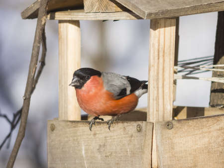 Red-colored Male of Eurasian Bullfinch, Pyrrhula pyrrhula, close-up portrait at bird feeder, selective focus, shallow DOFの写真素材