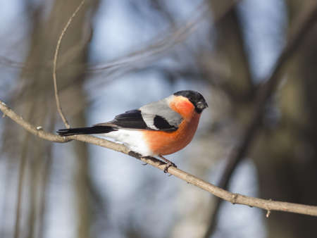 Red-colored Male of Eurasian Bullfinch, Pyrrhula pyrrhula, close-up portrait on branch with bokeh background, selective focus, shallow DOFの写真素材