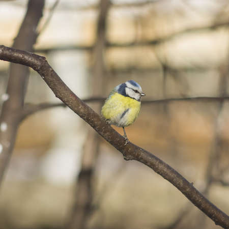 Eurasian blue tit, Cyanistes caeruleus, sitting in branches, closeup portrait, selective focus, shallow DOFの写真素材