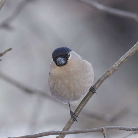 Brown Female of Eurasian Bullfinch, Pyrrhula pyrrhula, close-up portrait on branch with bokeh background, selective focus, shallow DOFの写真素材